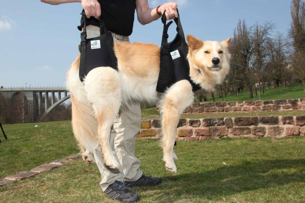 Tragehilfe Hund hinten Orthopädische Hilfen Hundegesundheit für
