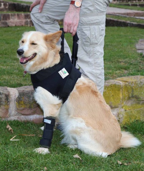 Tragehilfe Hund vorne Orthopädische Hilfen Hundegesundheit für